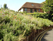 Wild flower bank thumbnail