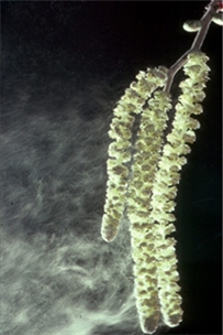 Flower with pollen cloud