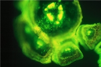 under the microscope