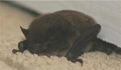 bat