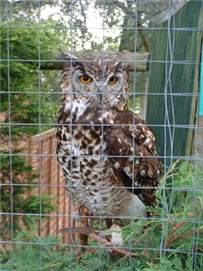 owl