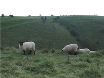 sheep