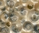 Shinier future for Kentish snail