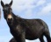 Smart Asses! Mules lead the way in intelligent animal league table