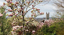 blossom-cathedral-270