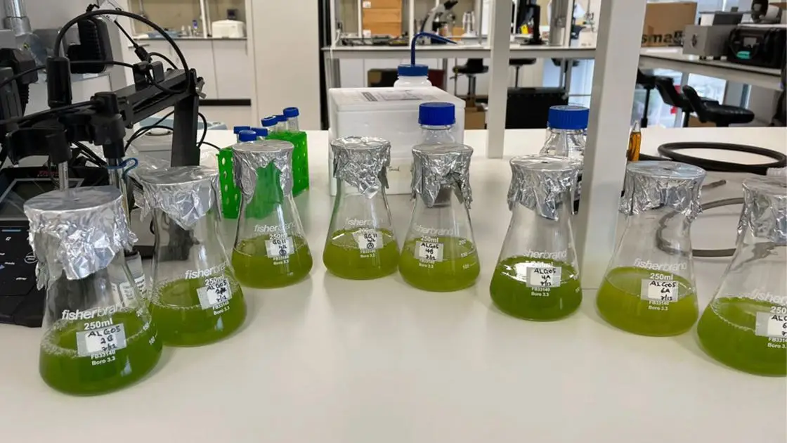 Algal cultures from the University labs