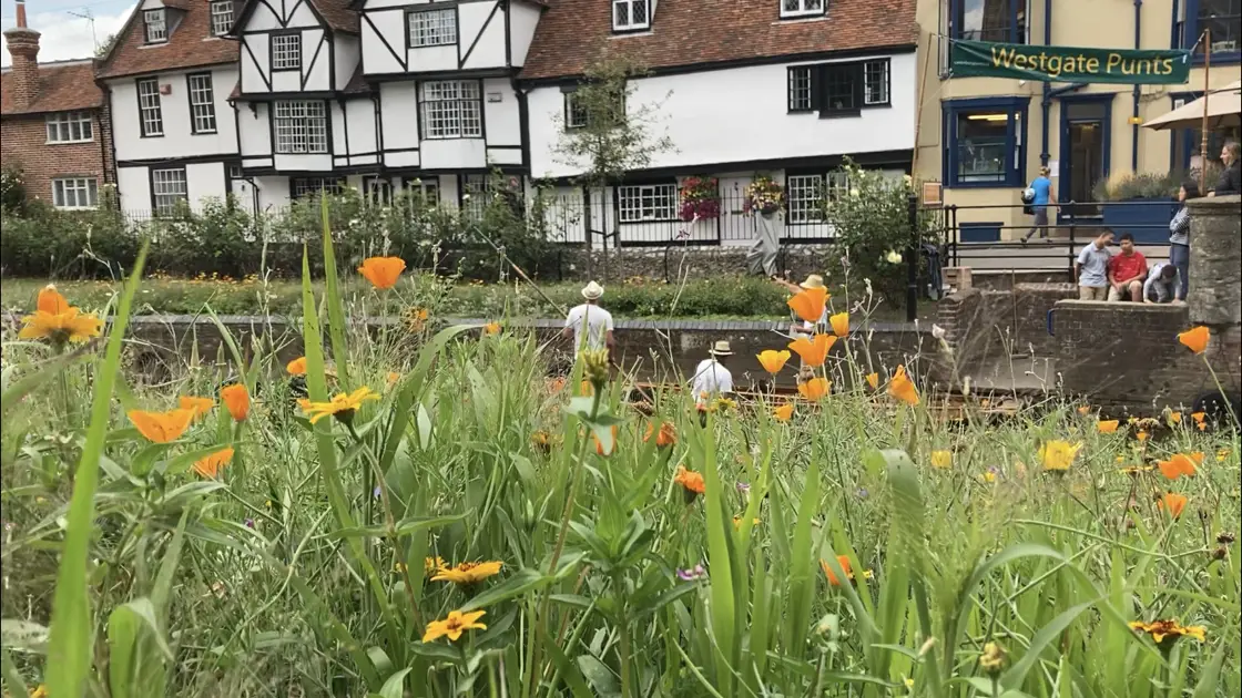 Photo of green grass with yellow flowers in the foreground. Behind depicts tudor style houses with river punting taking place