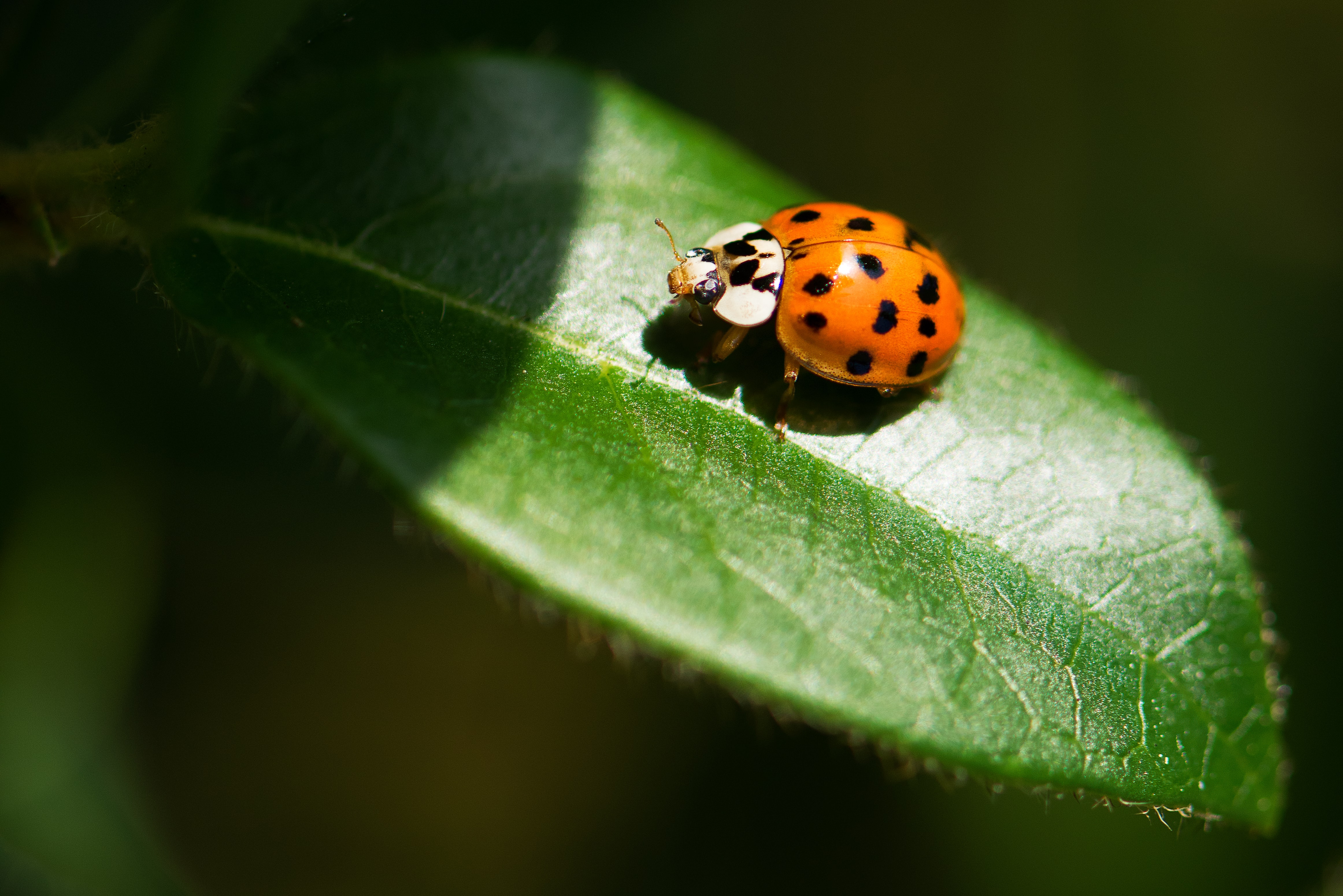 A close-up of a black and white ladybird on a leaf.