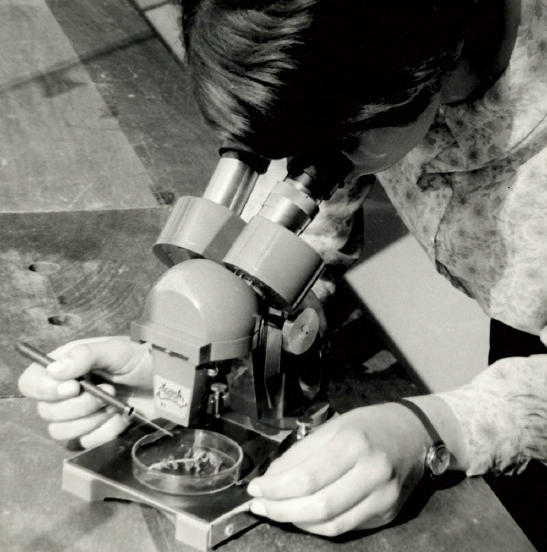 Black and white photo of student looking through a microscope in a biology laboratory