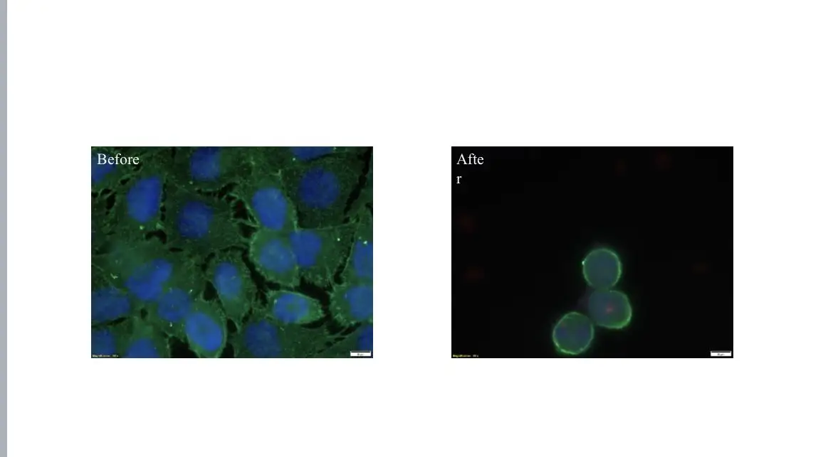 The experiment showing cells before and after treatment.
