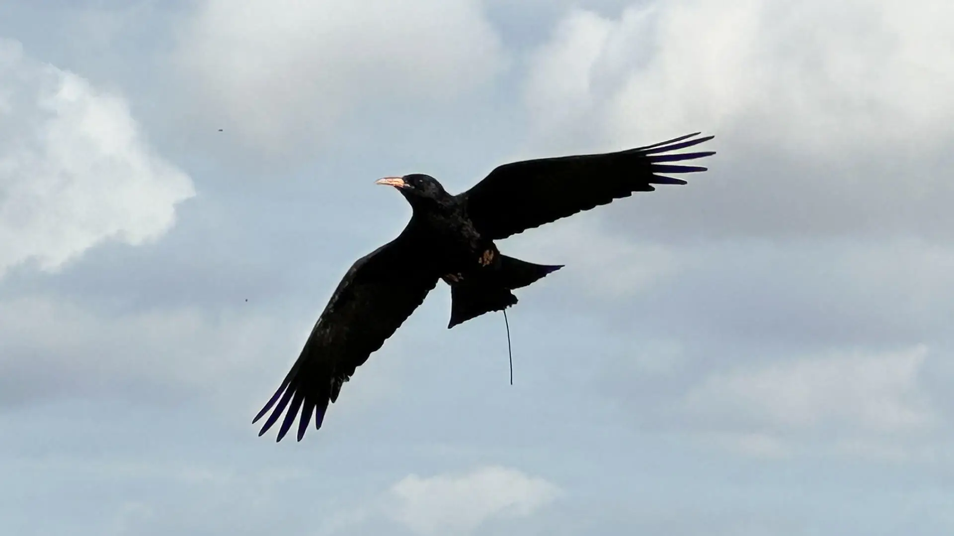 The red-billed chough