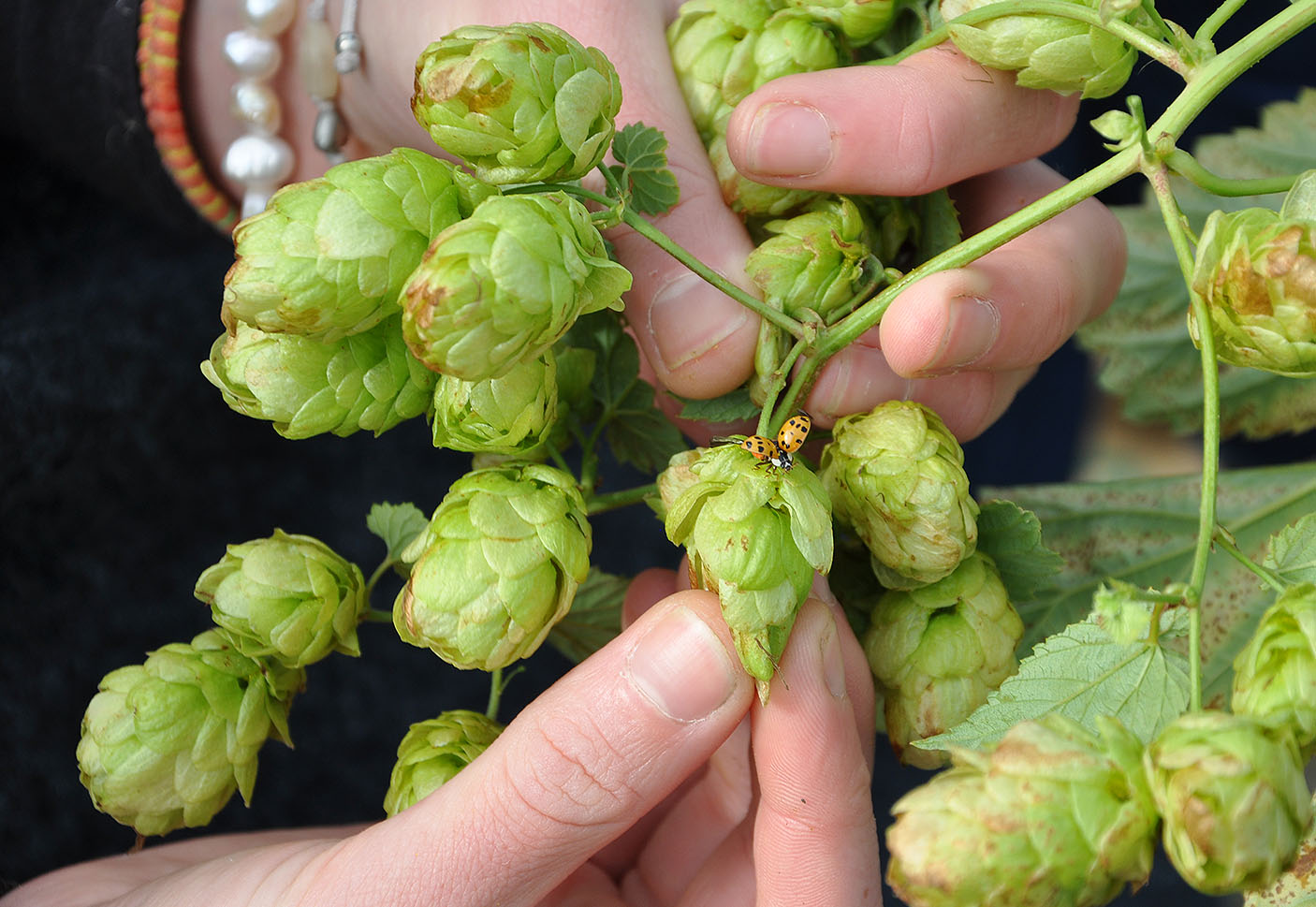 Hops and Heritage: CCCU’s natural and monastic heritage | CCCU