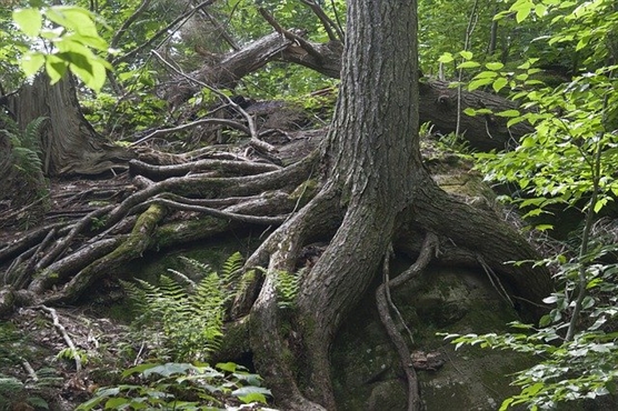 tree roots